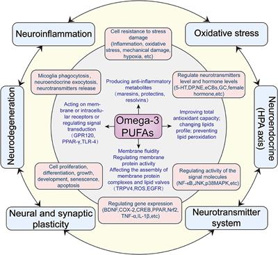 Possible antidepressant mechanisms of omega-3 polyunsaturated fatty acids acting on the central nervous system